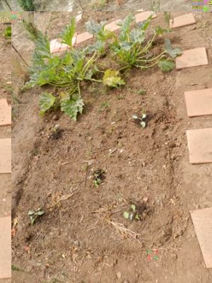 02.jpg (60.18 KiB) Osservato 703 volte 02.jpg