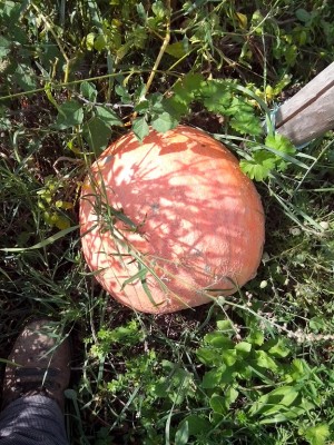 zucca lardaia / IMG_20140915_132924.jpg IMG_20140915_132924.jpg