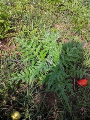 carciofi... hanno prodotto molti carducci, così mi allargo l'anno prossimo / IMG_20140915_132112.jpg IMG_20140915_132112.jpg