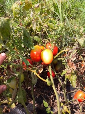 rio grande / IMG_20140915_132100.jpg IMG_20140915_132100.jpg