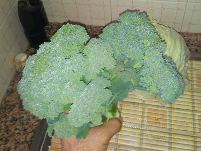 Broccoli / 20140916_092636.jpg 20140916_092636.jpg