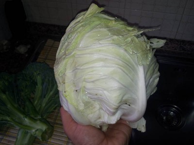 Cavolo cappuccio / 20140916_092652.jpg 20140916_092652.jpg