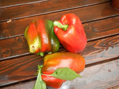 2DSCN9957.JPG (119.46 KiB) Osservato 1133 volte 2DSCN9957.JPG