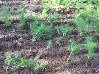 image.jpg (235.29 KiB) Osservato 656 volte image.jpg