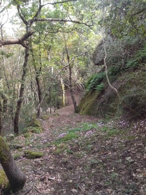 sentiero / IMG_20141007_141346.jpg IMG_20141007_141346.jpg