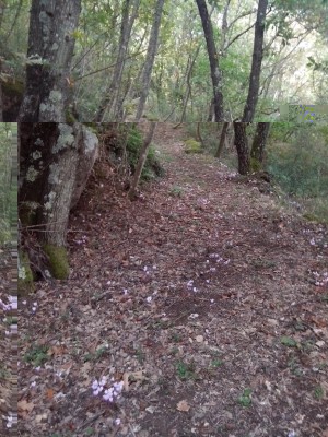 sentiero / IMG_20141007_141400.jpg IMG_20141007_141400.jpg