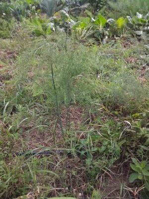 asparagi, tra un pò li libero dalle erbacce e dò una bella concimata con letame / IMG_20141007_142317.jpg IMG_20141007_142317.jpg