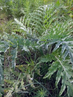carciofi, hanno prodotto molti carducci che devo trapiantare / IMG_20141007_142349.jpg IMG_20141007_142349.jpg