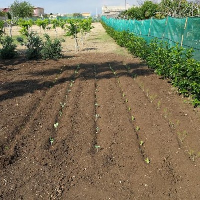 ort 1.jpg (80.84 KiB) Osservato 878 volte ort 1.jpg