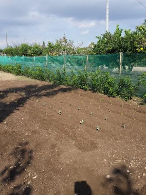 ort 3.jpg (51.07 KiB) Osservato 868 volte ort 3.jpg