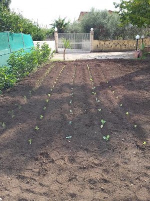 ort 4.jpg (59.55 KiB) Osservato 868 volte ort 4.jpg