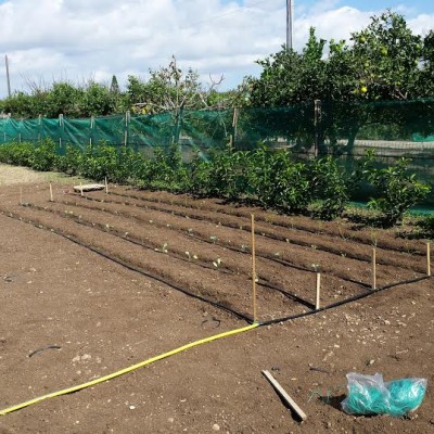 orto con ala gocciolante.jpg (79.18 KiB) Osservato 622 volte orto con ala gocciolante.jpg