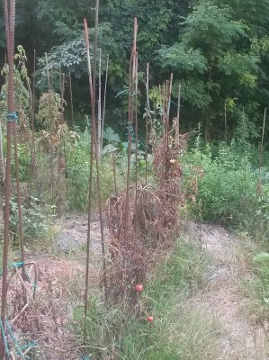 5pomodori secchi.jpg (184.27 KiB) Osservato 745 volte 5pomodori secchi.jpg