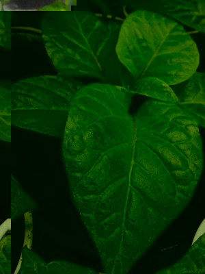 Carolina Reaper / IMG_20150128_123521.jpg IMG_20150128_123521.jpg