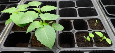 Solanum Torvum stessa semina.jpg (110.45 KiB) Osservato 2462 volte Solanum Torvum stessa semina.jpg