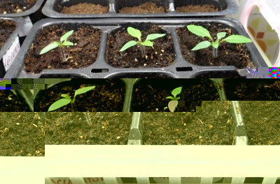 Solanum Laciniatum nel LB in casa.jpg (143.38 KiB) Osservato 2462 volte Solanum Laciniatum nel LB in casa.jpg