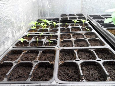 Nuove semine di Solanum Torvum Chrysotrichum Laciniatum.jpg (153.22 KiB) Osservato 2462 volte Nuove semine di Solanum Torvum Chrysotrichum Laciniatum.jpg