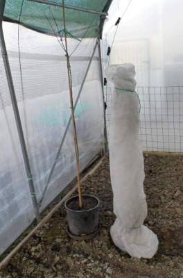 Chrysotrichum innestato con melanzana sotto tunnel.jpg (112.79 KiB) Osservato 2460 volte Chrysotrichum innestato con melanzana sotto tunnel.jpg