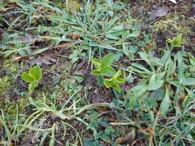 DSC_2446.jpg (356.46 KiB) Osservato 2861 volte DSC_2446.jpg