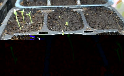 Nascite Chrysitrichum.jpg (156.91 KiB) Osservato 923 volte Nascite Chrysitrichum.jpg