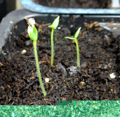 Chrysitrichum.jpg (160.11 KiB) Osservato 923 volte Chrysitrichum.jpg