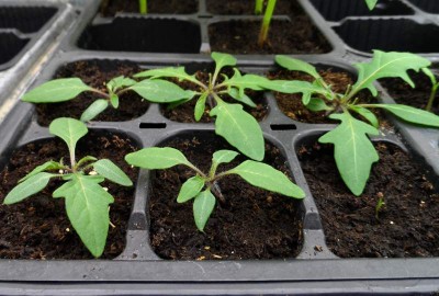 Laciniatum.jpg (131.71 KiB) Osservato 923 volte Laciniatum.jpg