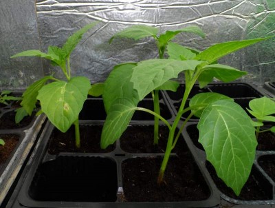 Torvum.jpg (128.28 KiB) Osservato 923 volte Torvum.jpg