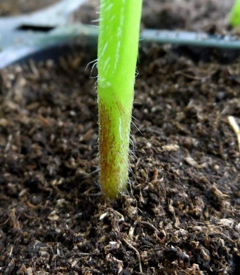 Colletto del Torvum.jpg (143.01 KiB) Osservato 866 volte Colletto del Torvum.jpg