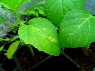 Foglie del Torvum.jpg (106.34 KiB) Osservato 866 volte Foglie del Torvum.jpg