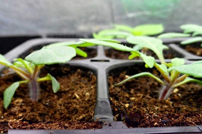 Colletto laciniatum.jpg (119.71 KiB) Osservato 866 volte Colletto laciniatum.jpg