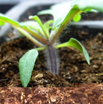 Colletto laciniatum1.jpg (132.5 KiB) Osservato 866 volte Colletto laciniatum1.jpg