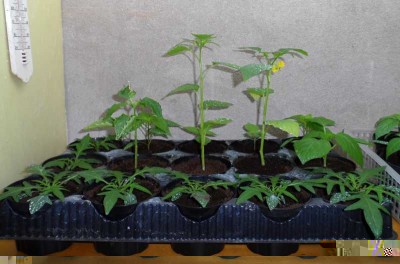 Solanum e peperoncini.jpg (106.9 KiB) Osservato 742 volte Solanum e peperoncini.jpg