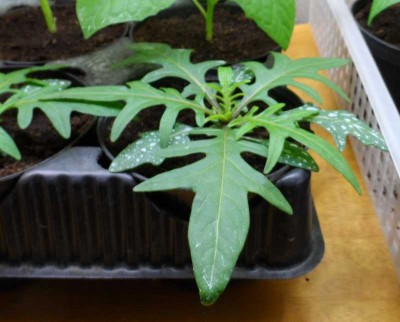 Solanum Laciniatum.jpg (104.8 KiB) Osservato 742 volte Solanum Laciniatum.jpg