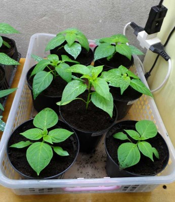 Peperoncini.jpg (126.53 KiB) Osservato 742 volte Peperoncini.jpg