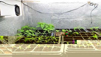 piantine nel LB.jpg (124.13 KiB) Osservato 740 volte piantine nel LB.jpg