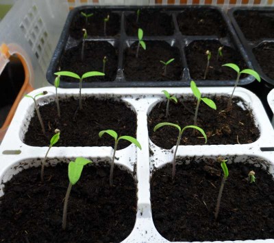 Nuovi nati nel LB casalingo.jpg (120.85 KiB) Osservato 740 volte Nuovi nati nel LB casalingo.jpg