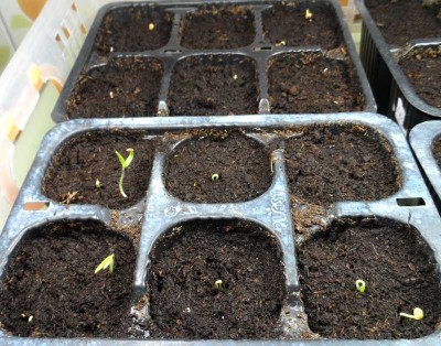 Nascita pomodori.jpg (146.44 KiB) Osservato 740 volte Nascita pomodori.jpg