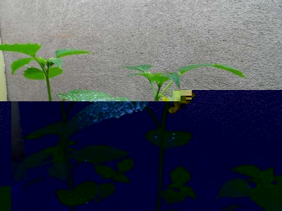 Solanum Torvum in fiore.jpg Solanum Torvum in fiore.jpg