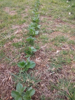 IMG_20150304_132554.jpg (335.41 KiB) Osservato 865 volte IMG_20150304_132554.jpg