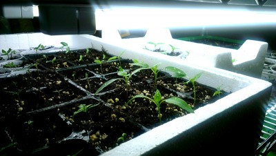 3 Marzo 2015 - 4 / Agraria4.jpg Agraria4.jpg