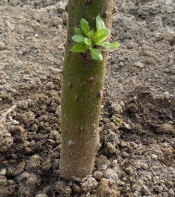 Germoglio su Chrysotrichum piantato sotto tunnel.jpg (156.65 KiB) Osservato 877 volte Germoglio su Chrysotrichum piantato sotto tunnel.jpg