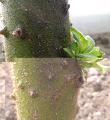 Germoglio su Chrysotrichum piantato sotto tunnel1.jpg (114.6 KiB) Osservato 877 volte Germoglio su Chrysotrichum piantato sotto tunnel1.jpg