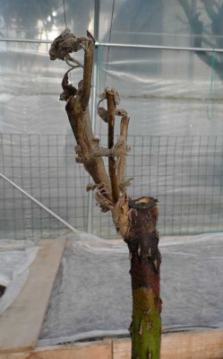 Melanzana innestata su Chrysotrichum piantato sotto tunnel.jpg (95.85 KiB) Osservato 877 volte Melanzana innestata su Chrysotrichum piantato sotto tunnel.jpg