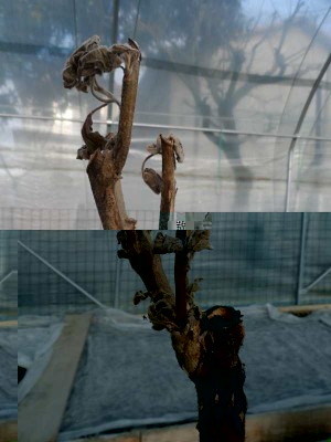 Melanzana innestata su Chrysotrichum piantato sotto tunnel1.jpg (98.19 KiB) Osservato 877 volte Melanzana innestata su Chrysotrichum piantato sotto tunnel1.jpg