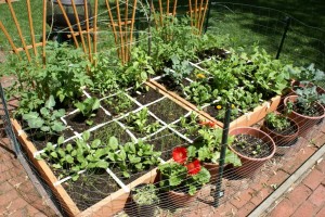 square-foot-garden3-300x200.jpg square-foot-garden3-300x200.jpg