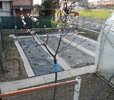 Orto pronto per i trapianti.jpg (147.03 KiB) Osservato 803 volte Orto pronto per i trapianti.jpg