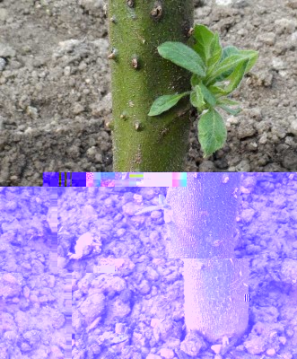 Germogli del Chrysotricum crescono.jpg (141.13 KiB) Osservato 803 volte Germogli del Chrysotricum crescono.jpg