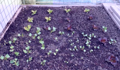 Insalata e ravanelli sotto tunnel.jpg (145.76 KiB) Osservato 803 volte Insalata e ravanelli sotto tunnel.jpg