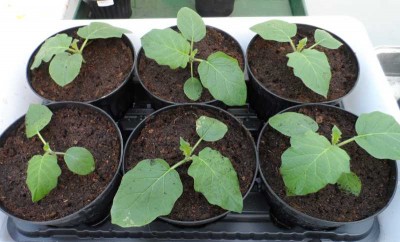 Chrysotrichum in vasi singoli.jpg (112.13 KiB) Osservato 803 volte Chrysotrichum in vasi singoli.jpg