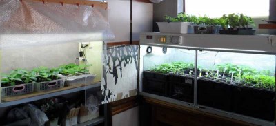 Vivaio in espansione.jpg (94.72 KiB) Osservato 803 volte Vivaio in espansione.jpg